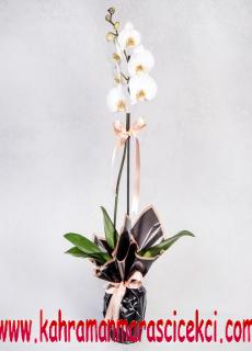 aşkım beyaz orkide